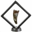 Tyrannosaurus Rex (T-Rex) Tooth - South Dakota #64913-2
